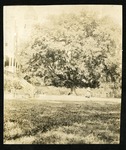 Hackberry Tree; Columbus Hall; 1911